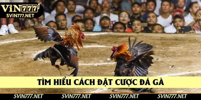 Cách đặt cược vào sản phẩm tại trang web Cách đặt cược vào sản phẩm tại trang web