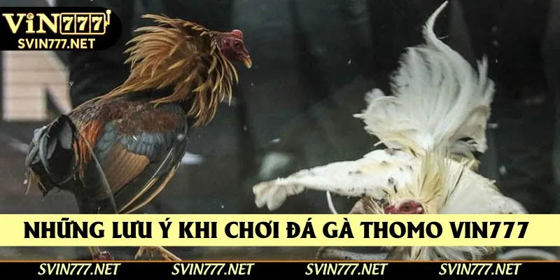 Những lưu ý khi chơi đá gà thomo Vin777 Những lưu ý khi chơi đá gà thomo Vin777